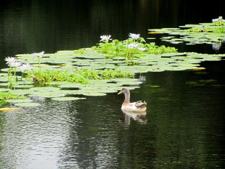 lotus with duck